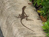 Brown Basilisk